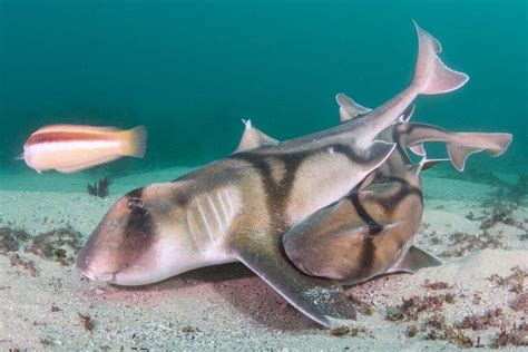 sharkbreeder